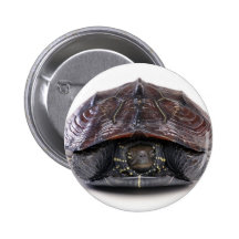 Safe unter Muschel Buttons