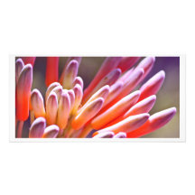 Saftige Knospen Photokarten