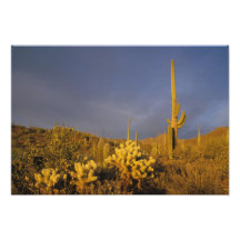 Saguarokakteen, Carnegiea gigantea und Teddybär Photo Druck