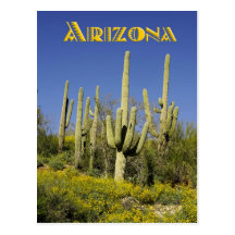 Saguarokakteen und gelbe Wildblumen, Arizona Postkarte