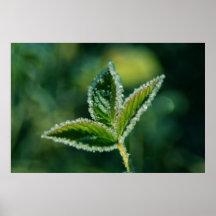 Salziges Blatt Plakatdruck