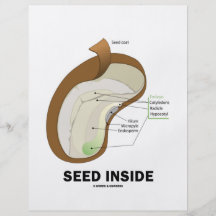 Samen-Innere (Biologie-Spaß-Denkanstoß) Flyer