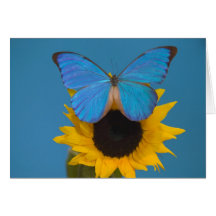 Sammamish Washington Fotografie von Schmetterling  Grußkarten