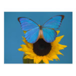 Sammamish Washington Fotografie von Schmetterling  Postkarten