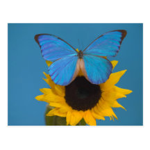 Sammamish Washington Fotografie von Schmetterling  Postkarten