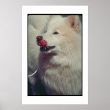 Samoyed mit Zunge-Plakat