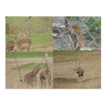 San Diego Safari-Park Postkarte