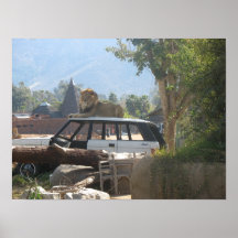 San Diego Zoo Plakatdrucke