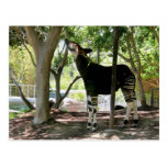 San Diego Zoo Postkarte