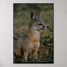 San- JoaquinausrüstungFox Plakatdruck