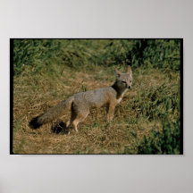 San- Joaquinausrüstungs-Füchse Plakate