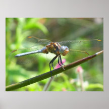 Sardinische Libelle Posterdrucke