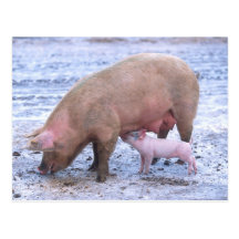 Sau und Ferkel Postkarte