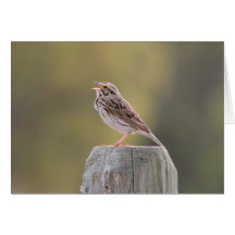 Savanne-Spatz Grußkarte