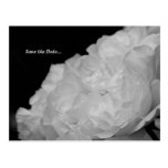 Save the Date elegante weiße Rosen-Postkarte