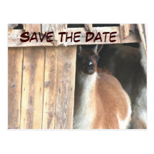 Save the Date hübsches Lama-Tierfoto-Postkarte