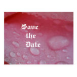 Save the Date   Rosa Postkarte