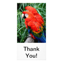 Scalet Macaw Bilder Karten