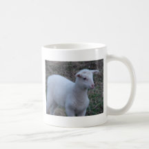 SCHAF-U. LAMM-FOTOGRAFIE TEE TASSE