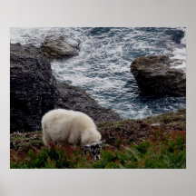 Schafe Grazeing auf wilder SüdDevon-Küstenlinie Poster