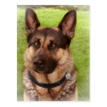 Schäfer-Hundepostkarte