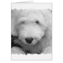 Schäferhund-Foto-Gruß-Karte