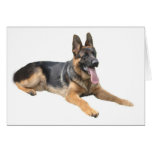 Schäferhund-Karte
