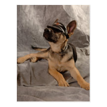 Schäferhund Postkarte