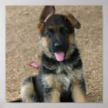 Schäferhund-Welpen-Druck Posterdruck