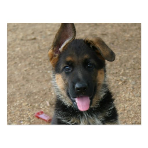 Schäferhund-Welpen-Postkarte