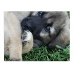 Schäferhund-Welpen-Postkarte