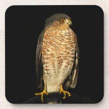 Scharf-Shinned Falke Getränke Untersetzer