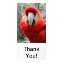 Scharlachrot Macaw- Photogrußkarten