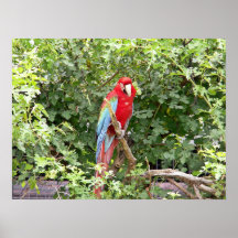 Scharlachrot Macaw- Plakate