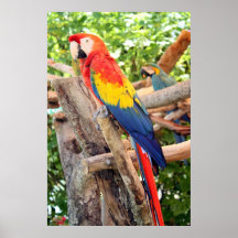 Scharlachrot Macaw- Plakatdruck