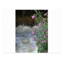 Schaum und Blume Postkarte
