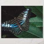 Schererschmetterling, Asien Flyerbedruckung