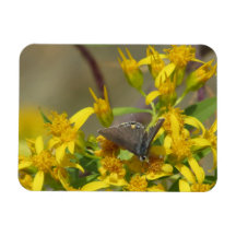 Scheuern Sie Hairstreak-Schmetterlings-Magneten