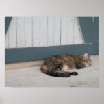 Scheunen-Katzendruck Plakatdrucke