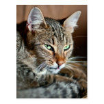 Scheunenkatze wachsam postkarte