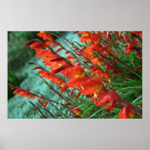 Schiefe Gladioli Plakate