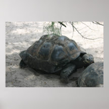 Schildkröte-Foto-Druck Poster