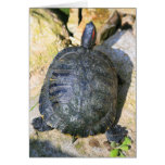 Schildkröte-Gruß-Karte, Anmerkungs-Karte