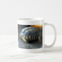 Schildkröte Kaffeehaferl