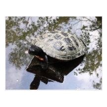 Schildkröte mit Reflexion Postkarte