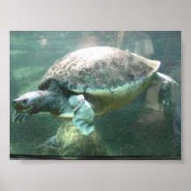 Schildkröte Plakatdruck