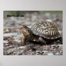 Schildkröte Plakatdrucke