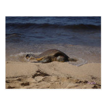 Schildkröte von Oahu Postkarten