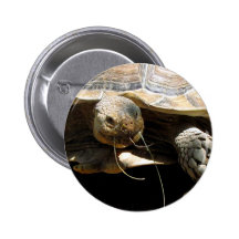 Schildkröten-Knopfpin-Gastgeschenke Buttons