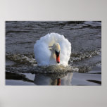 Schlachtschiff-Schwan-Druck Posterdrucke